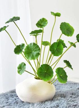 小荷叶铜钱客草仿真花套装假花花厅餐艺摆件桌TFF花艺家居装饰品