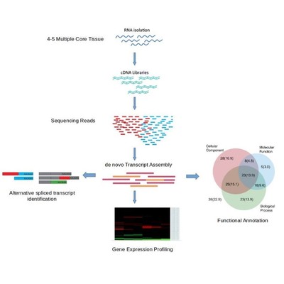 基因组进化分析-MLST SNP Phylogenetic analysis