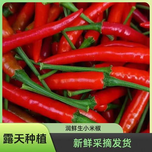 新鲜采摘原头产地直发辣椒小米椒朝天椒现摘现发蔬菜调味料