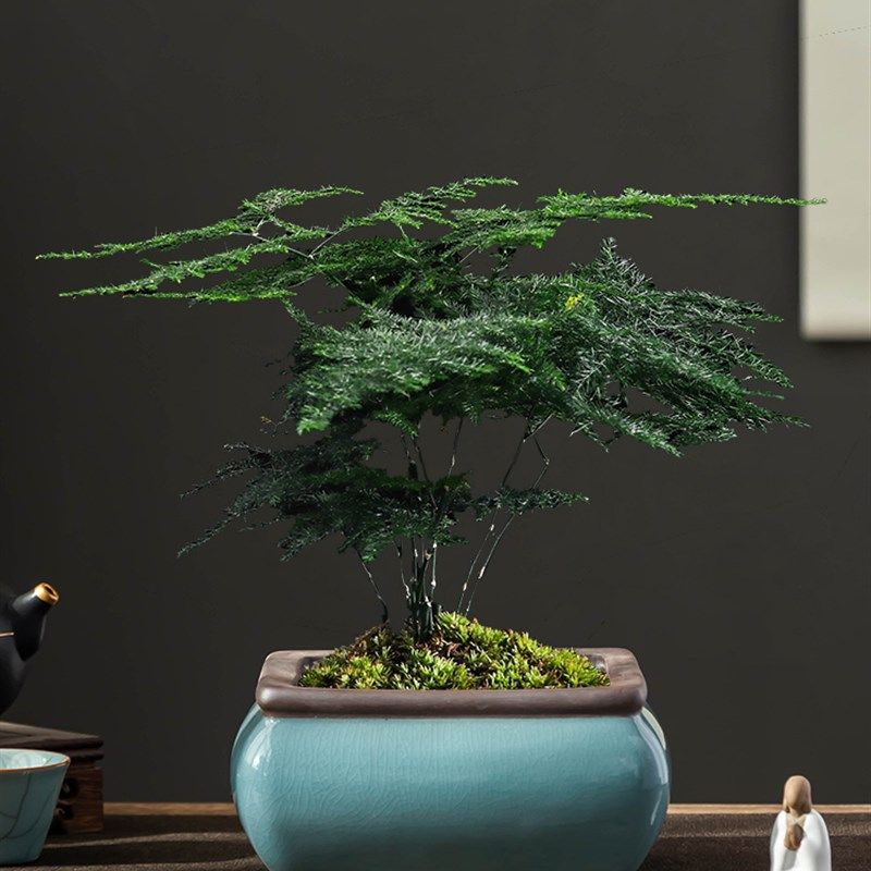 中式文竹专用紫砂花盆粉青哥窑冰裂四方大口径陶瓷家用桌面摆件