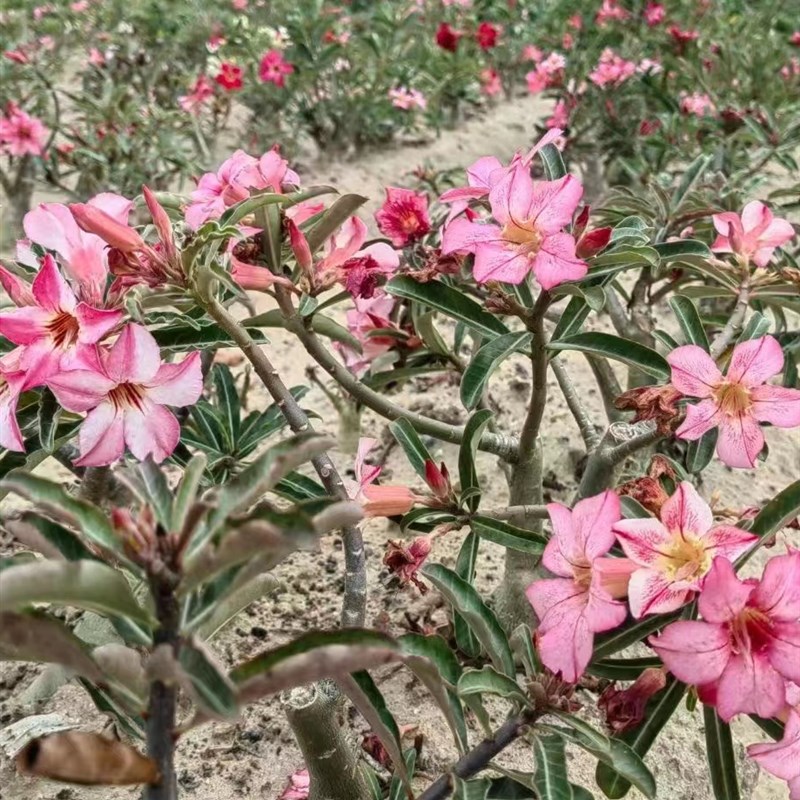 沙漠玫瑰花原生苗裸根 一物一拍