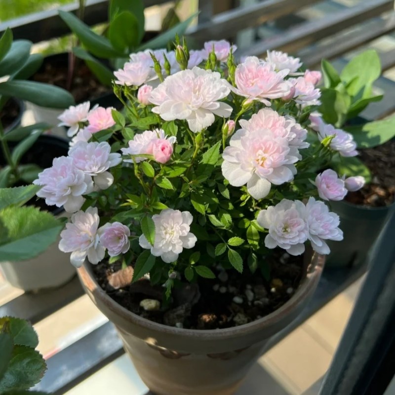 微型 姬月季 姬乙女小盆栽室内客厅茶桌面绿植超微型蔷薇玫瑰