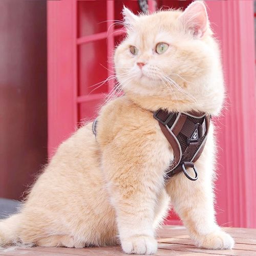 猫咪牵引绳防挣脱外出专用背心式遛溜猫绳宠物背带链子可调节网红