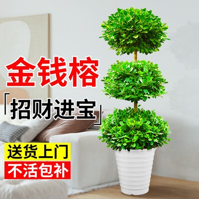金钱榕盆栽树苗室内大型绿植客厅落地摇钱树植物造型盆景乔迁新居
