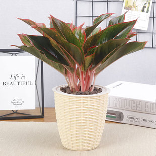 万年红盆栽红纹皇后室内客厅办公室四季常青花卉水培桌面观叶植物