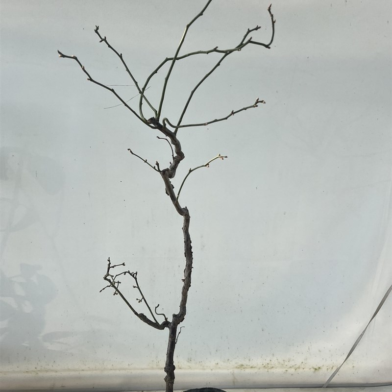 原生龙游梅盆栽枝条自然弯曲曲梅玉蝶龙游梅梅花白梅花期带花苞