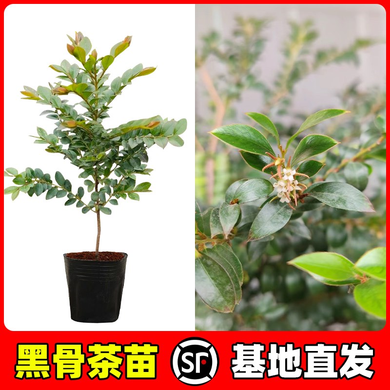 黑骨茶树苗盆景老桩植物客厅阳台小叶紫檀树苗四季好养绿植盆栽