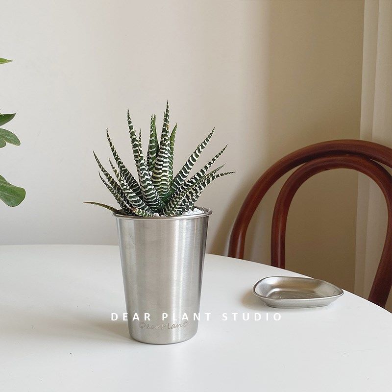 亲爱的绿植 波波冰条纹十二卷水培小盆栽桌面室内芦荟科多肉植物