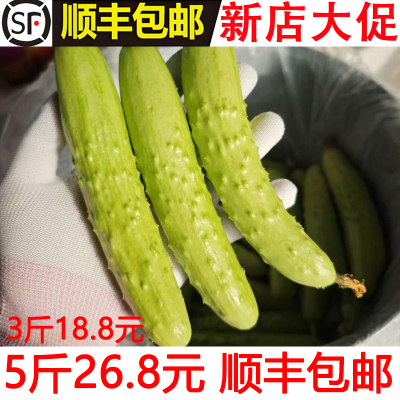 鲜爽脆嫩正宗海阳白玉黄瓜水果黄瓜新鲜水果蔬菜现摘现发顺丰包邮