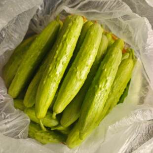 鲜爽脆嫩正宗海阳白玉黄瓜水果黄瓜新鲜水果蔬菜现摘现发顺丰包邮
