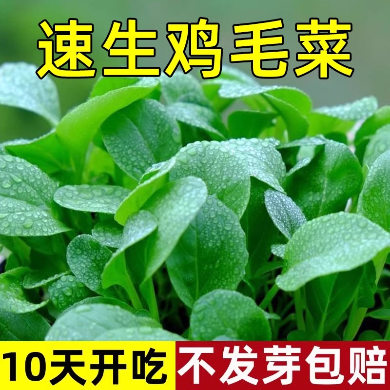 鸡毛菜菜籽种四季种植