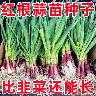 红根蒜苗种子宽叶四季种植