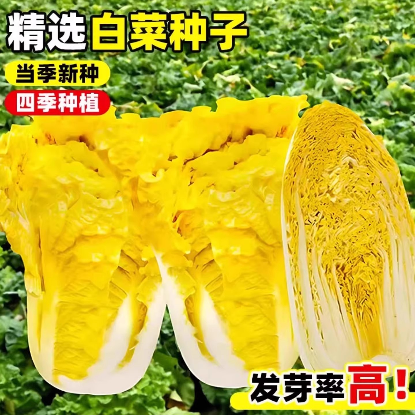 鸡蛋黄奶油白菜种子秋四季包心