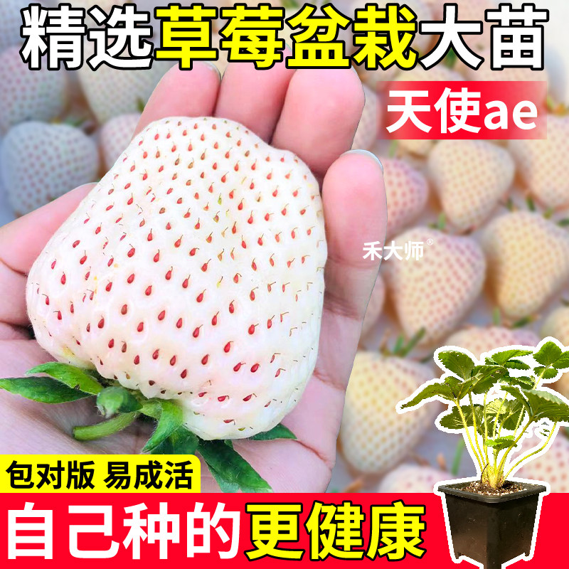 天使草莓盆栽大苗原土原盆