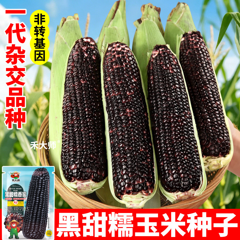 黑甜糯玉米种子四季高产黑苞米粘糯黄白彩玉米种籽大全农田高产