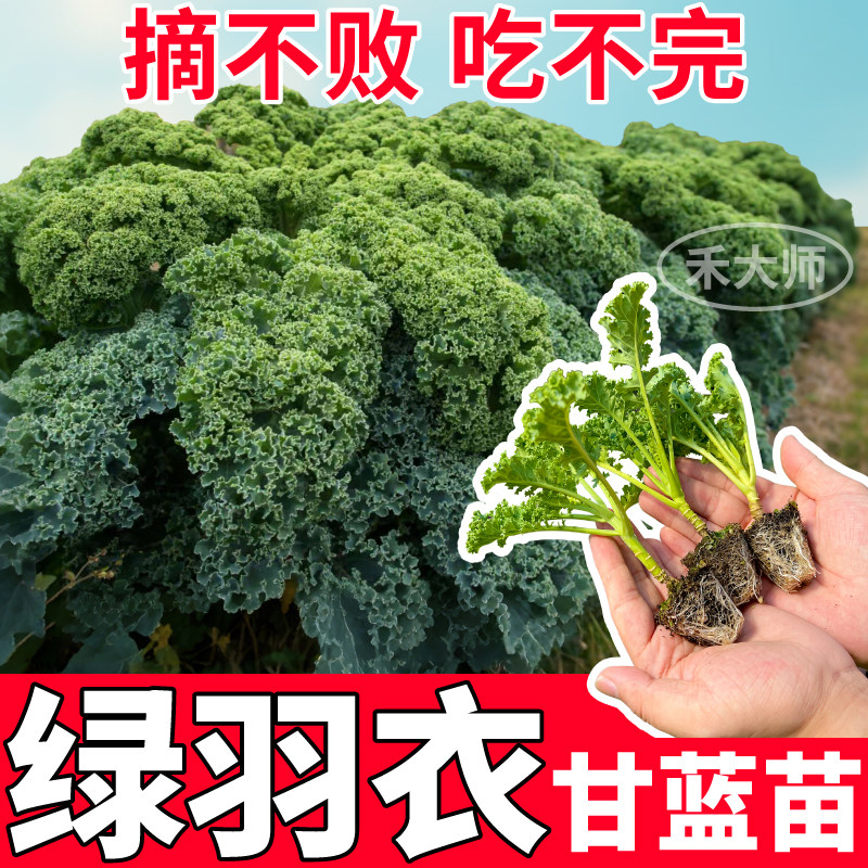 摘不败绿羽衣甘蓝苗秧可食用