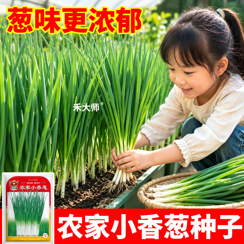农家小香葱种子老品种葱种籽葱香浓郁重复采收阳台小院种植