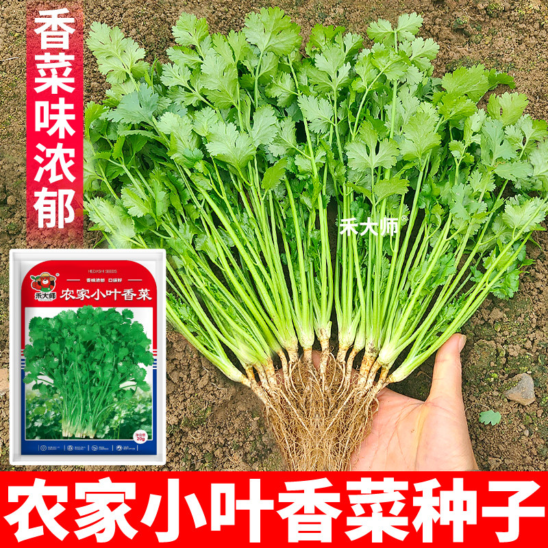 农家小叶香菜种子速生耐抽苔香味浓大叶香菜种籽盆栽阳台庭院