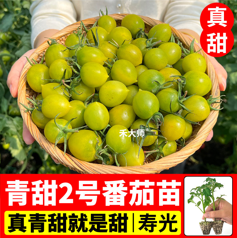 山东寿光青甜2号番茄苗秧