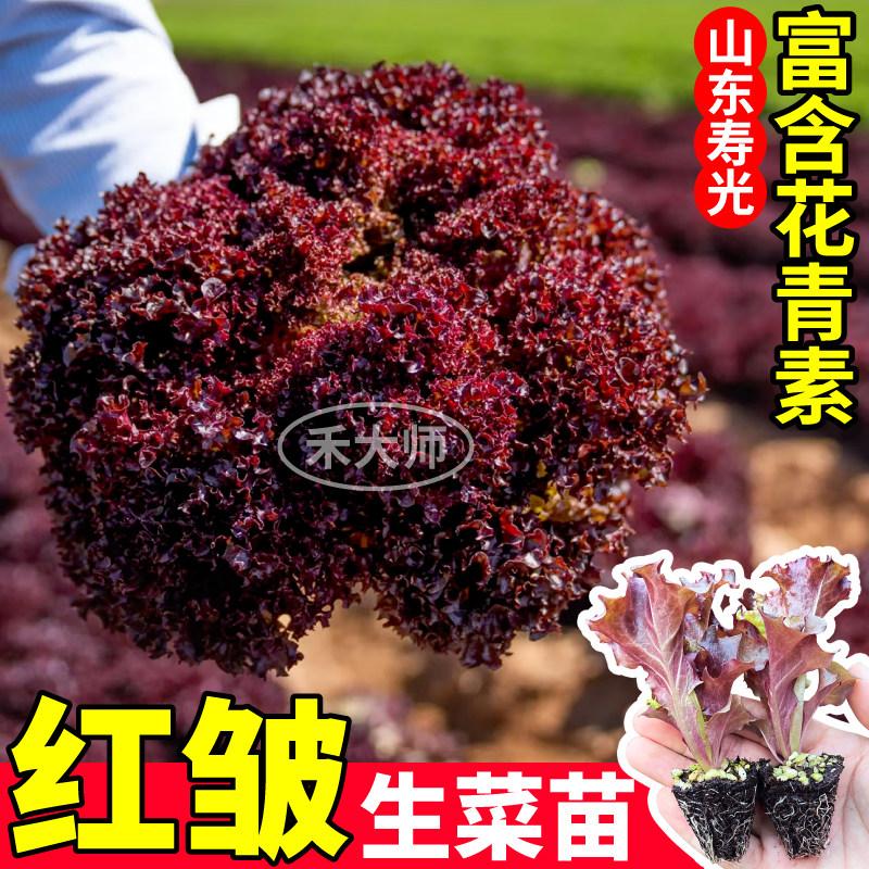 高产红皱生菜苗秧花青素甜脆好吃紫皱紫罗莎四季阳台盆栽小院种子