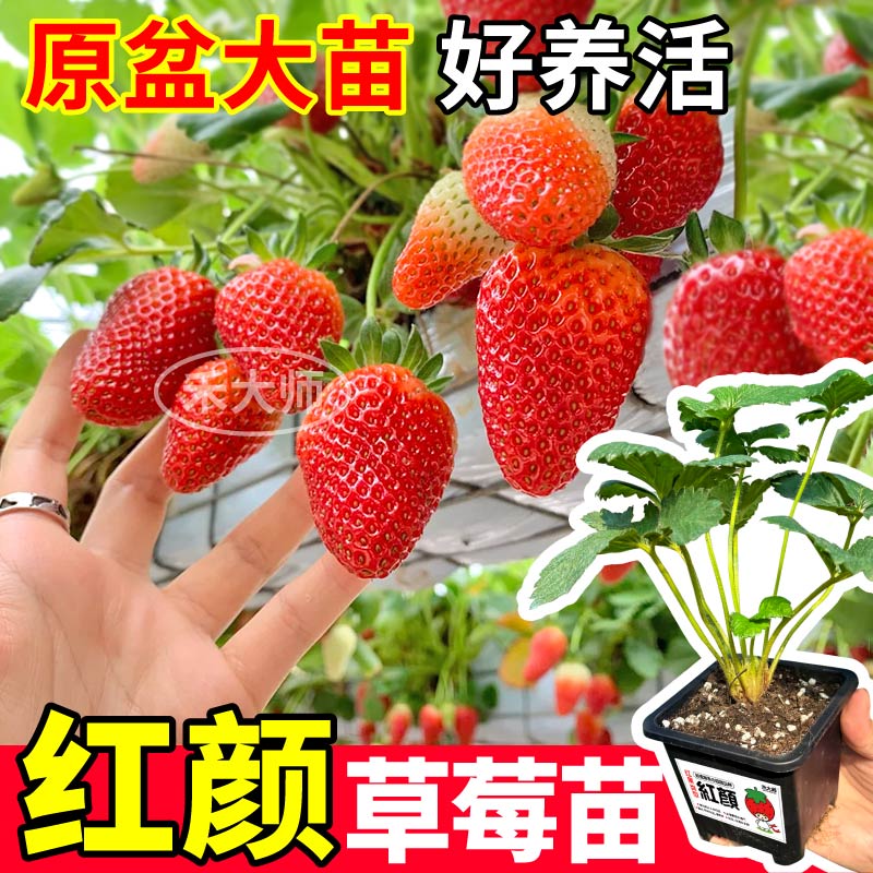 原土原盆红颜草莓苗秧丹东99越雪妃天使玄玉草莓大苗四季阳台盆栽