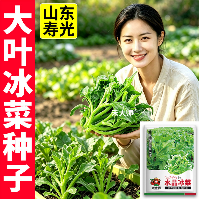 正宗冰菜种子多茬采收更大冰粒