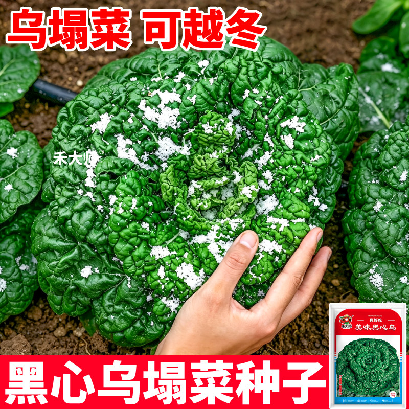 可越冬乌塌菜当季新种叶厚清甜回甘耐寒秋冬蔬菜苗阳台庭院种植