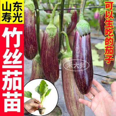 寿光竹丝茄苗秧超大果型高产抗病
