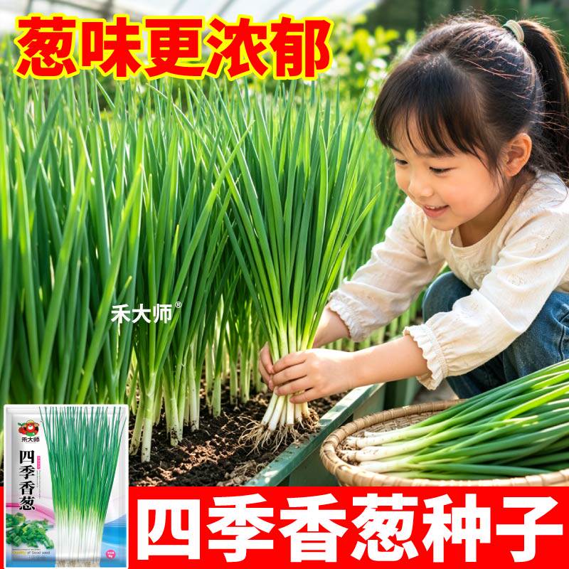 四季小香葱种子葱籽四季易种