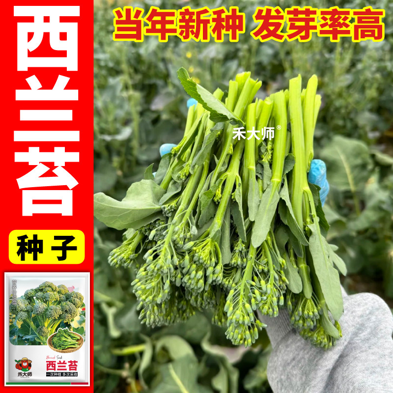 正品新种西兰苔种子蔬菜种籽绿色庭院盆栽种植高产西洋芥兰种子