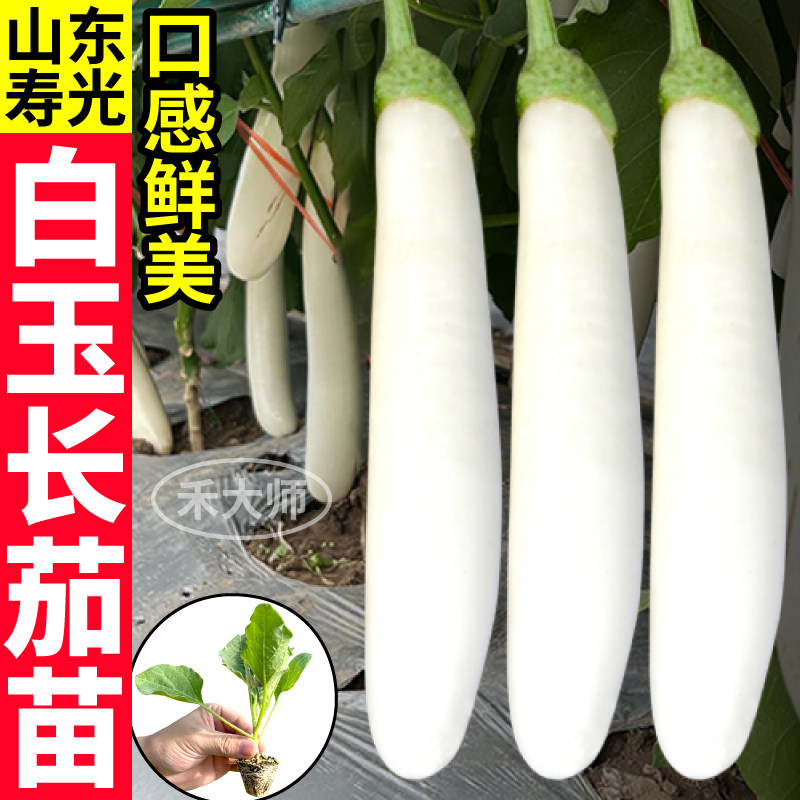 正宗白玉长茄苗秧高产