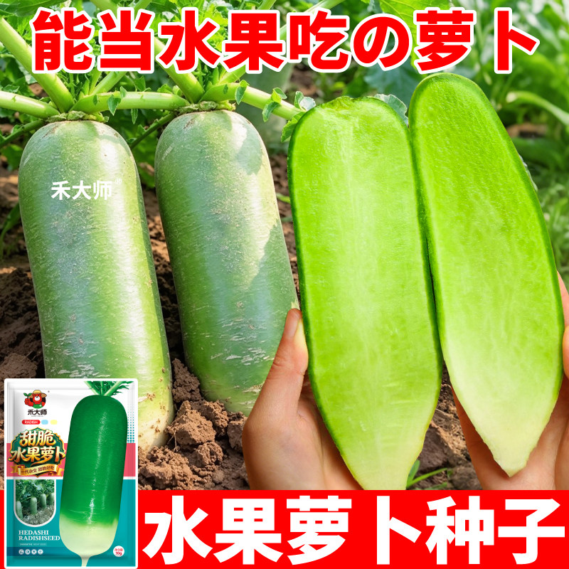可生吃脆甜水果萝卜种子青萝卜韩白玉萝卜种籽盆栽庭院种植