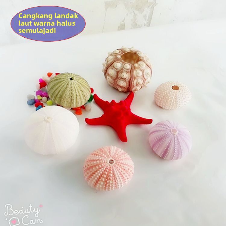 超大天然海胆 海螺贝壳办公桌创意新奇摆件 女生惊喜礼物拍摄道具