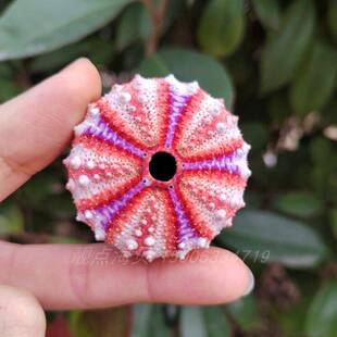 天然勳章头帕海胆壳标本海星海螺贝壳家居装饰礼物收藏满49包邮