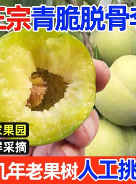 四川李子巫山脆李青脆李脱骨李新鲜水果孕妇应季时令空心整箱现摘