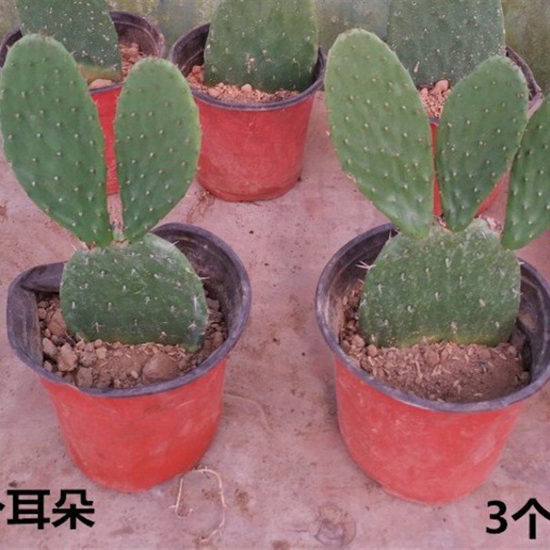 仙人掌盆栽嫁接蟹爪兰开花令箭荷花叶片黄大刺植物包邮易活