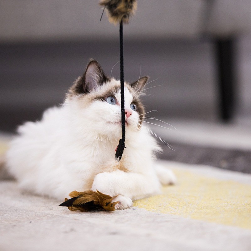 GiGwi贵为逗猫棒猫玩具自嗨解闷魔力羽毛耐咬幼猫宠物防滑高弹力