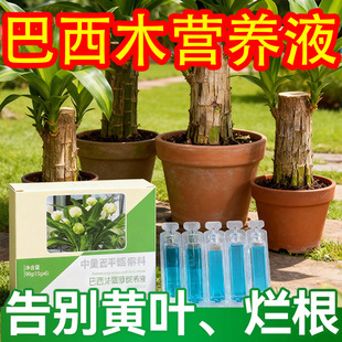 巴西木营养液水培巴旦木幸运木生根爆芽催芽巴西木专用肥料