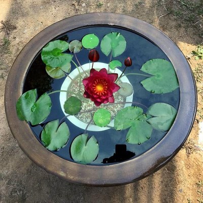 睡莲水培植物带花苞荷花水莲花盆栽耐寒热花卉水池塘鱼缸四季水养