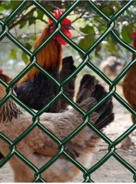 包胶勾花网菱形养鸡防护网绿色家用围网足球铁丝网塑网格加厚农村