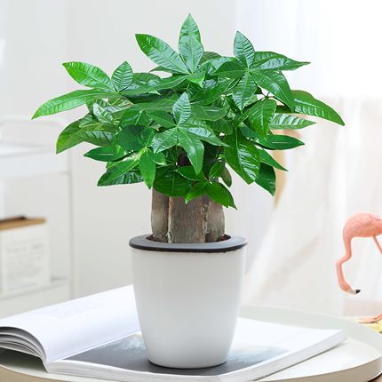 发财树盆栽易活植物室内客厅绿植小盆景四季常青办公室内盆栽花卉
