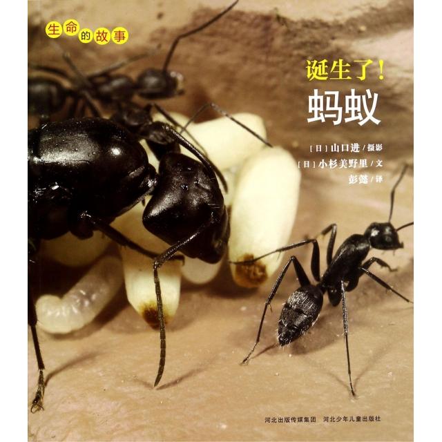 【保正版】诞生了蚂蚁生命的故事日小杉美野里 著彭懿 译日山口进 摄影河北少年儿童出版社