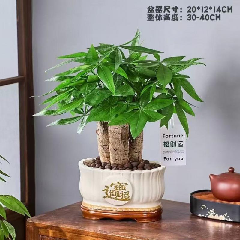 发财树盆栽室内客厅桌面绿植盆景树苗办公室招财花卉吸水植物阳台