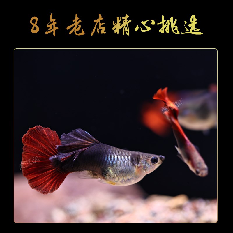 孔雀鱼精品大帆褶扇纯种孔雀观赏鱼胎生鱼热带淡水小型鱼凤尾群游