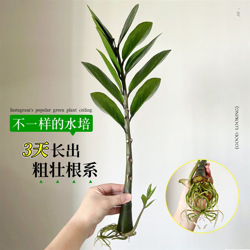 水培金钱树圆叶老桩钱串子好养无土纯水培植物室内外客厅旺宅绿植