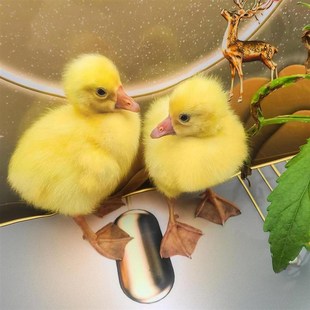 网红小黄鸭孵化器受精蛋,孵化器可孵化蛋,儿童学生科教鸭蛋