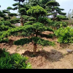 罗汉松大树罗汉松造型树罗汉松盆景地栽盆栽小叶雀舌罗汉松造型树