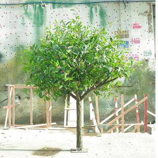 仿真发财树室内外景观装饰红果树郑州春辉仿真冬青树