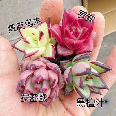 七彩组合鸡血罗宾多肉植物罗密欧乌木黑檀汁肉肉盆栽花卉新手套餐