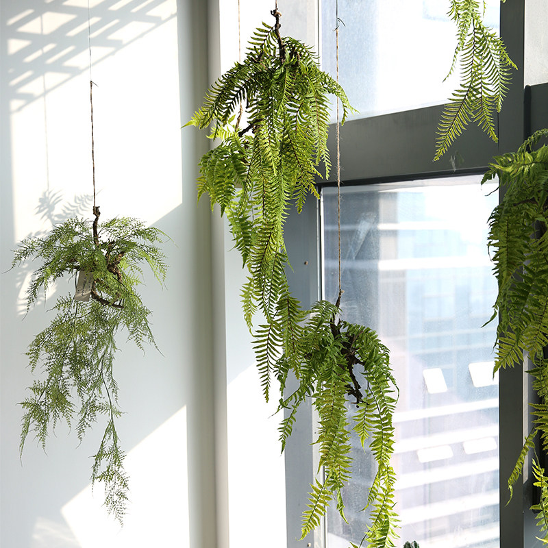 罗曼爸爸仿真绿植垂吊树根蕨室内空中吊蕨吊饰家居创意花艺装饰